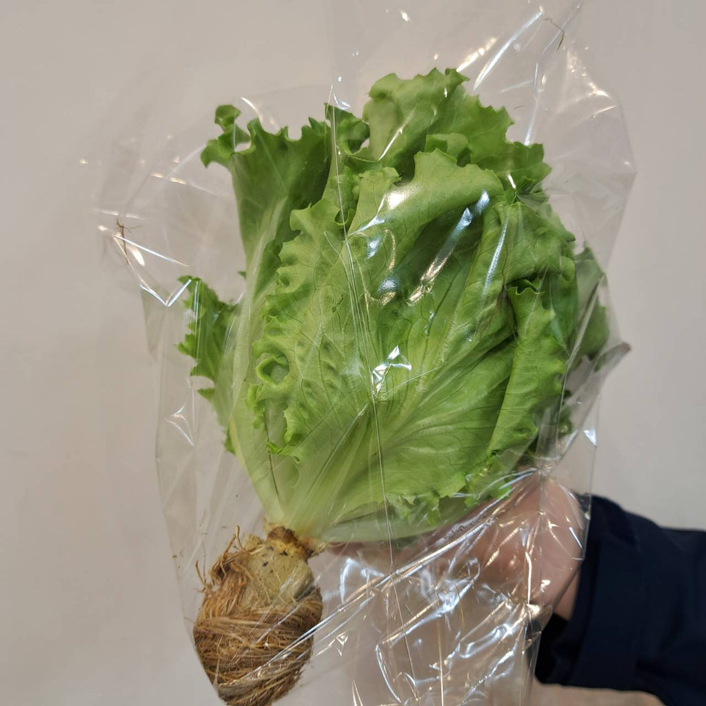 レタス入荷に関する大切なお知らせ